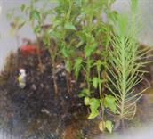 Daniel pavon cuellar miniature forest ecospheres  2014 gh